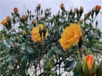 襄城無(wú)處不飛花，襄陽(yáng)首屆月季文化旅游節開(kāi)幕
