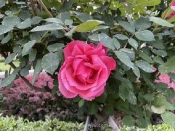 石家莊月季市花盛開(kāi)，20萬(wàn)株驚艷城市美景