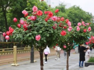 樹(shù)月，什么是樹(shù)狀月季？哪有賣(mài)的？