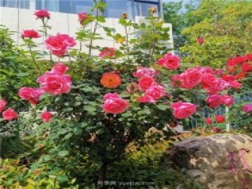 月季花開(kāi)正盛，期待市花城市建設