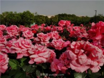 南陽(yáng)世界月季大觀(guān)園規模真大，快來(lái)過(guò)把月季花癮