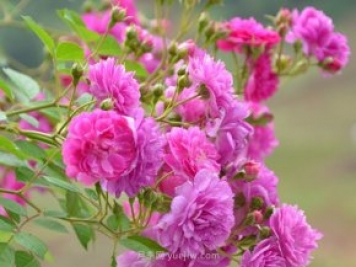 甜蜜馬車(chē)月季開(kāi)花過(guò)后如何修剪？