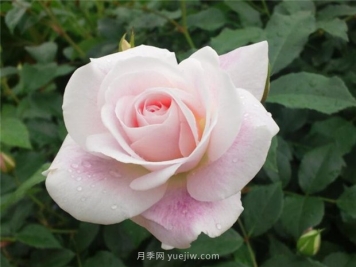 腮紅冰山月季的優(yōu)缺點(diǎn)是什么？