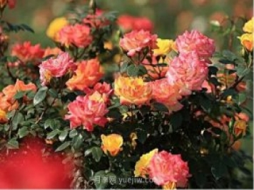 西安航天基地“初夏限定款”月季花，邀您來(lái)賞！
