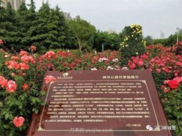 月季名園：三門(mén)峽市澗河公園月季園