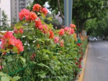 月季花開(kāi)香滿(mǎn)城，濟南章丘區月季進(jìn)入盛花期