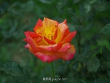 賞石家莊月季市花，遨游月季公園五月花海