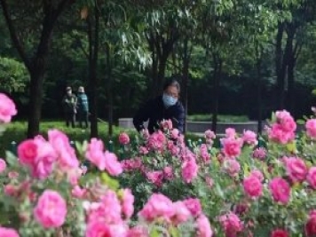 邢臺市花月季綻放！月季花城進(jìn)入觀(guān)賞期