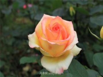 濟南增選玫瑰為市花，投票結果顯示贊成率達99.42%