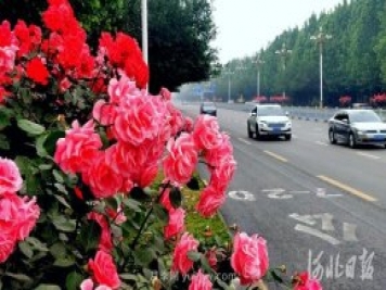 河北石家莊市花月季開(kāi) 添彩省會(huì )美景