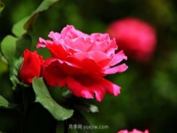 瀏陽(yáng)市柏加鎮，從前賣(mài)樹(shù)如今賣(mài)景