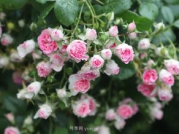 推薦4個(gè)品種，皮實(shí)好養開(kāi)花量大，打造藤本花瀑布