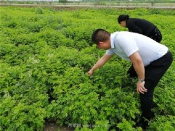 社旗艾草產(chǎn)業(yè)，艾成熟香滿(mǎn)田