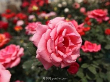 粉扇月季，月季樹(shù)造型美，花大色艷四季有花香