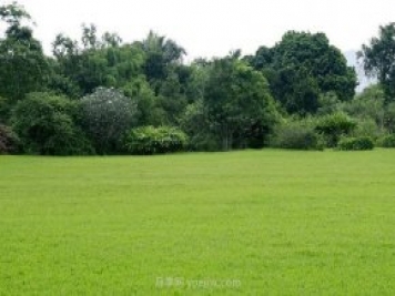 如何進(jìn)行草坪滾壓？有什么方法？