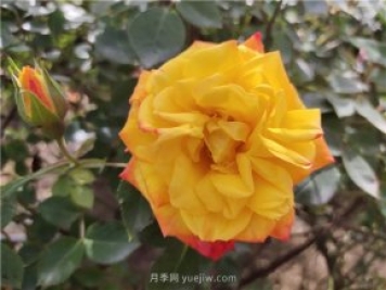 家庭養花葉子發(fā)黃的5種表現和解決辦法