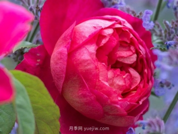 本杰明月季優(yōu)缺點(diǎn)和養護方法