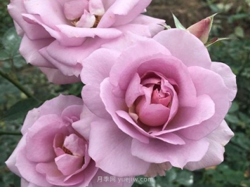 紫色慕莎月季的優(yōu)缺點(diǎn)是什么？