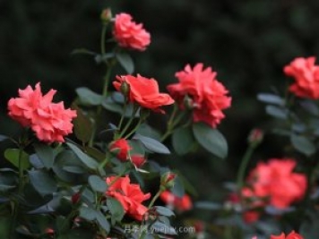月季，盛開(kāi)在山野的玫瑰(原創(chuàng  )散文)