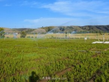 管涔山林局：科學(xué)優(yōu)化苗木結構 全力培育良種壯苗