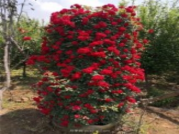 造型月季，月季花柱批發(fā)