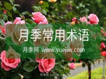 月季常用規格術(shù)語(yǔ)大全