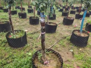 月季樹(shù)容器苗怎么固定才能防止傾倒？