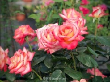 彩云月季，優(yōu)秀灌木大花月季，四季開(kāi)花庭院必養