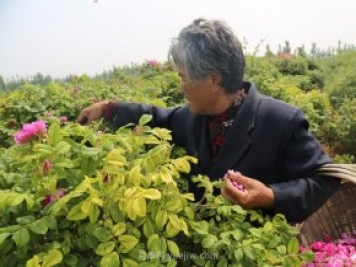 新鄉輝縣：繽紛玫瑰撲鼻香 幸?；ㄩ_(kāi)富老鄉