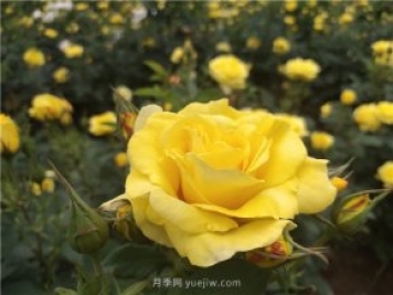 為什么越來(lái)越多的月季花友拋棄歐月？這些缺點(diǎn)是很多人的痛點(diǎn)