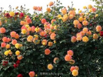 如何修剪月季？月季簡(jiǎn)易修剪辦法