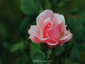 月季花需要在什么時(shí)候扦插？扦插的辦法有哪些？