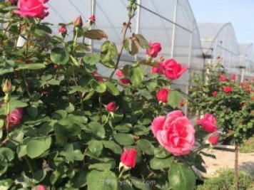 月季花的種子如何播種？需要注意哪些事項？