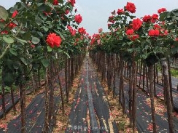 樹(shù)狀月季花為什么會(huì )長(cháng)蚜蟲(chóng)？解決方法有哪些？