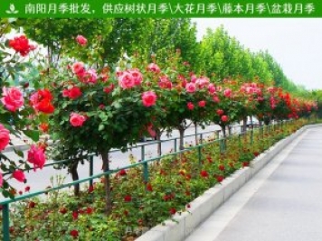 南陽(yáng)月季養護管理技巧