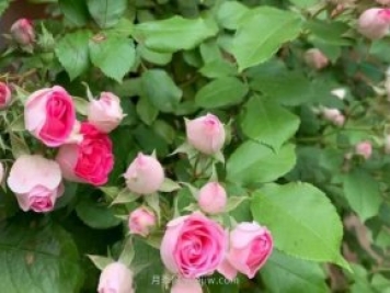 天狼家胭脂扣月季，花友反饋很贊