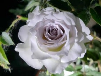 加百列大天使月季，優(yōu)點(diǎn)多缺點(diǎn)也多的日本月季