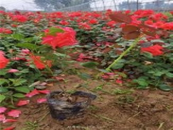 國月盆栽月季多種花色上市銷(xiāo)售
