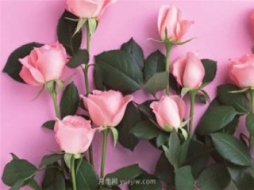 從1-9394朵玫瑰花語(yǔ)加圖片，送花原來(lái)這么多講究！