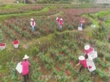 大理玫瑰花開(kāi)出美麗事業(yè)