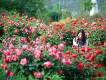 花卉旅游，“花為媒”帶動(dòng)“美麗經(jīng)濟”升級
