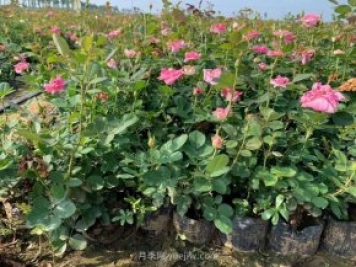 盆栽月季月月開(kāi)花五個(gè)因素和養護修剪原則