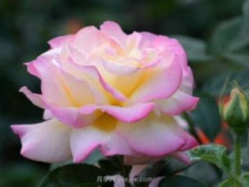 6種花卉入手有“黃金時(shí)間”，別選錯