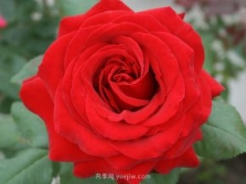 有沒(méi)有月季大神，集齊這10種顏色的月季花