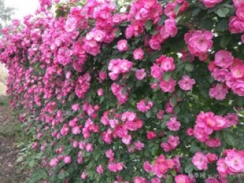 藤本月季一直不開(kāi)花怎么辦？找準3個(gè)原因