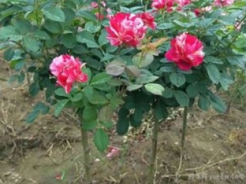小高桿月季移植必須要帶土球嗎？