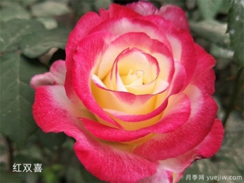 紅雙喜甜蜜馬車(chē)，2款香水月季特別適合陽(yáng)臺盆栽