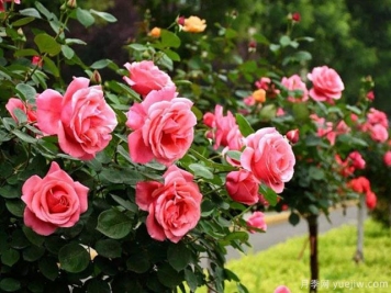 被譽(yù)為開(kāi)花機器的3種花卉，月季花一年四季開(kāi)花不斷