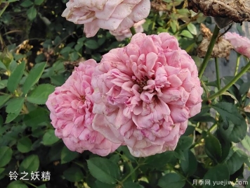 妖精系列月季，5個(gè)品種都優(yōu)秀