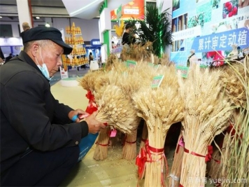 楊凌農科盛會(huì )淘出新品種 栽下致富新苗